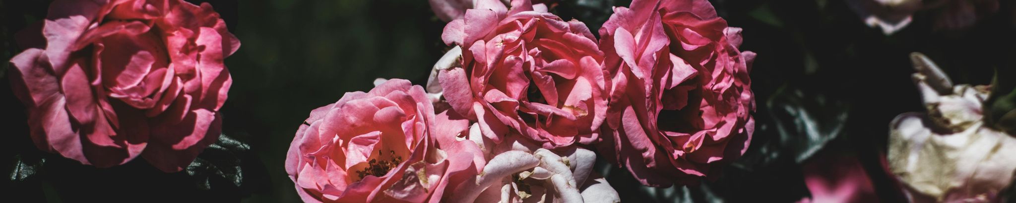Cover photo for Nancy Arlene Higbee's Obituary