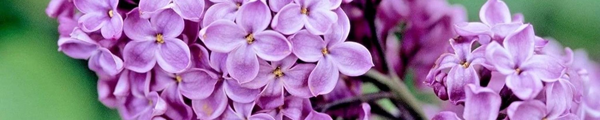 Cover photo for Deb Spiegel's Obituary