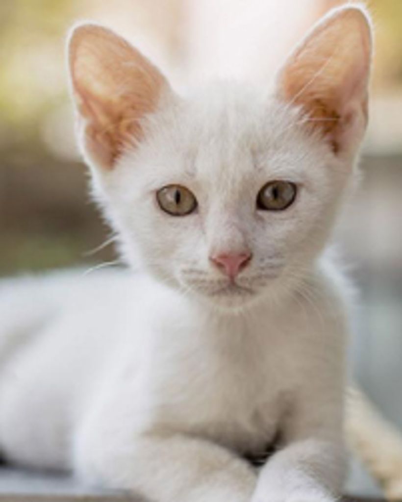 Florence Vervynck Profile Photo