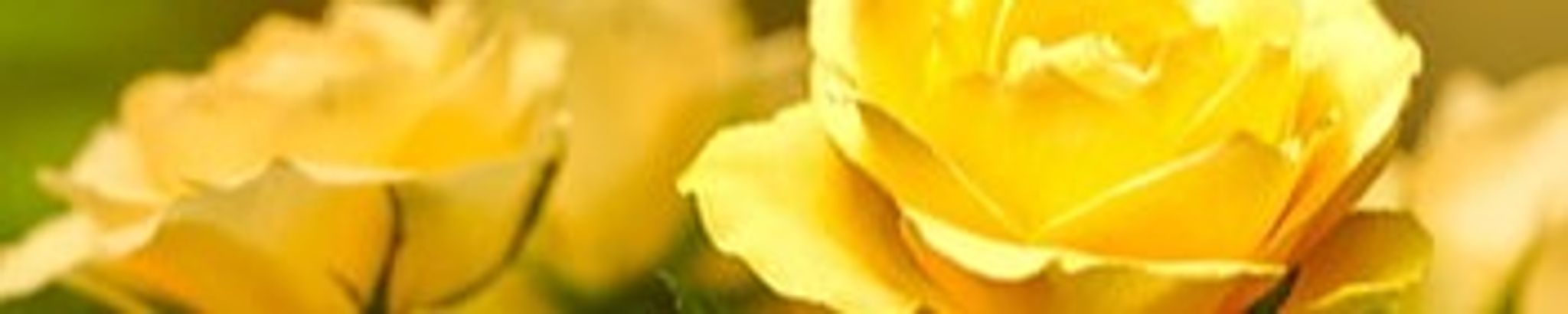 Cover for Venus Coy Blevins's Obituary