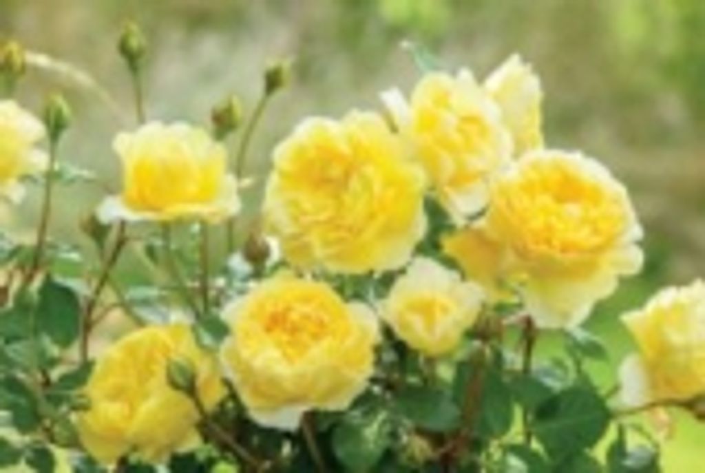 Janice S. Mcpeck