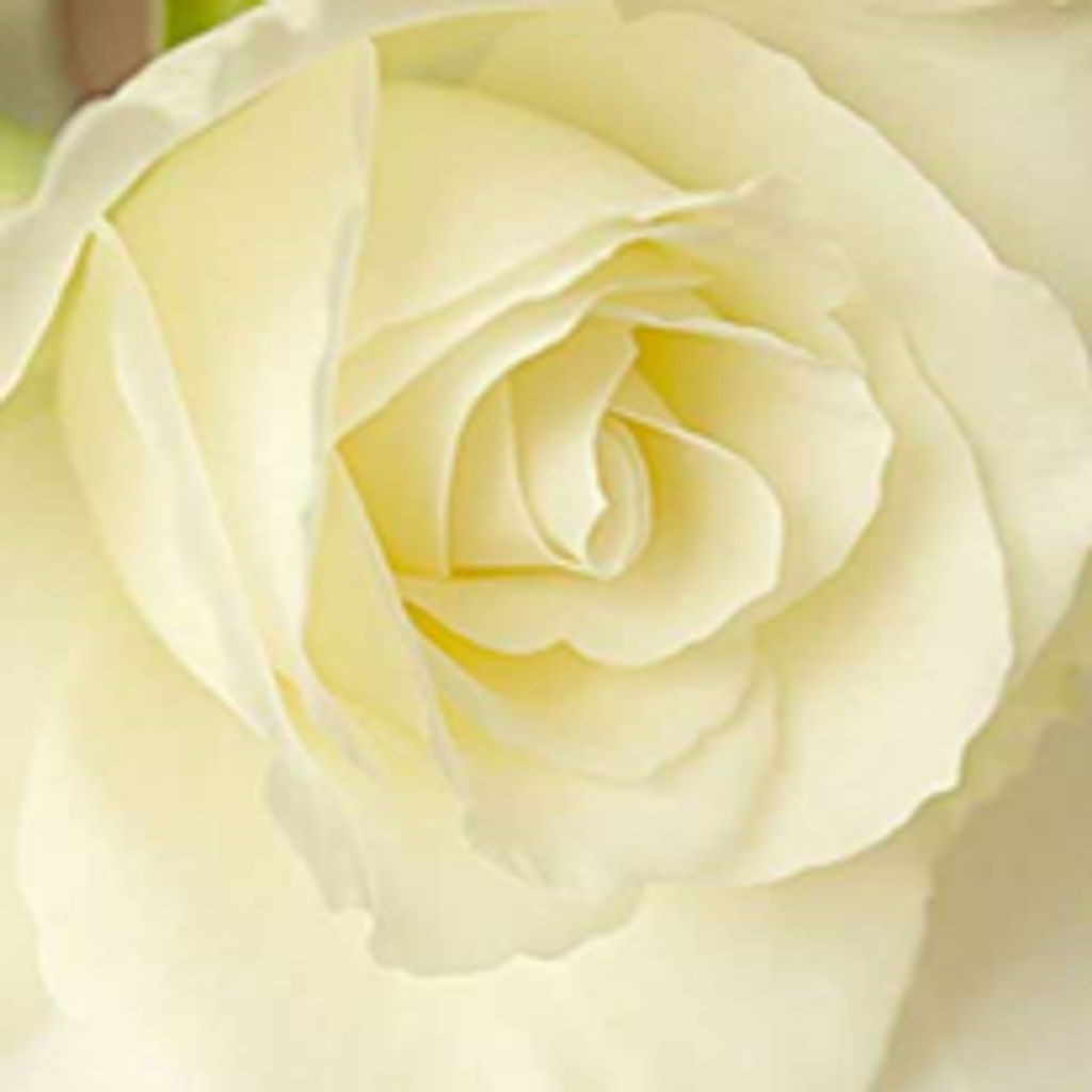 Mary W. Shubin