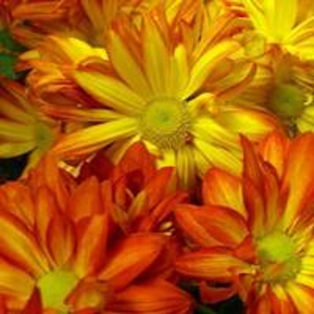 Virginia Louise Link Howerton Profile Photo