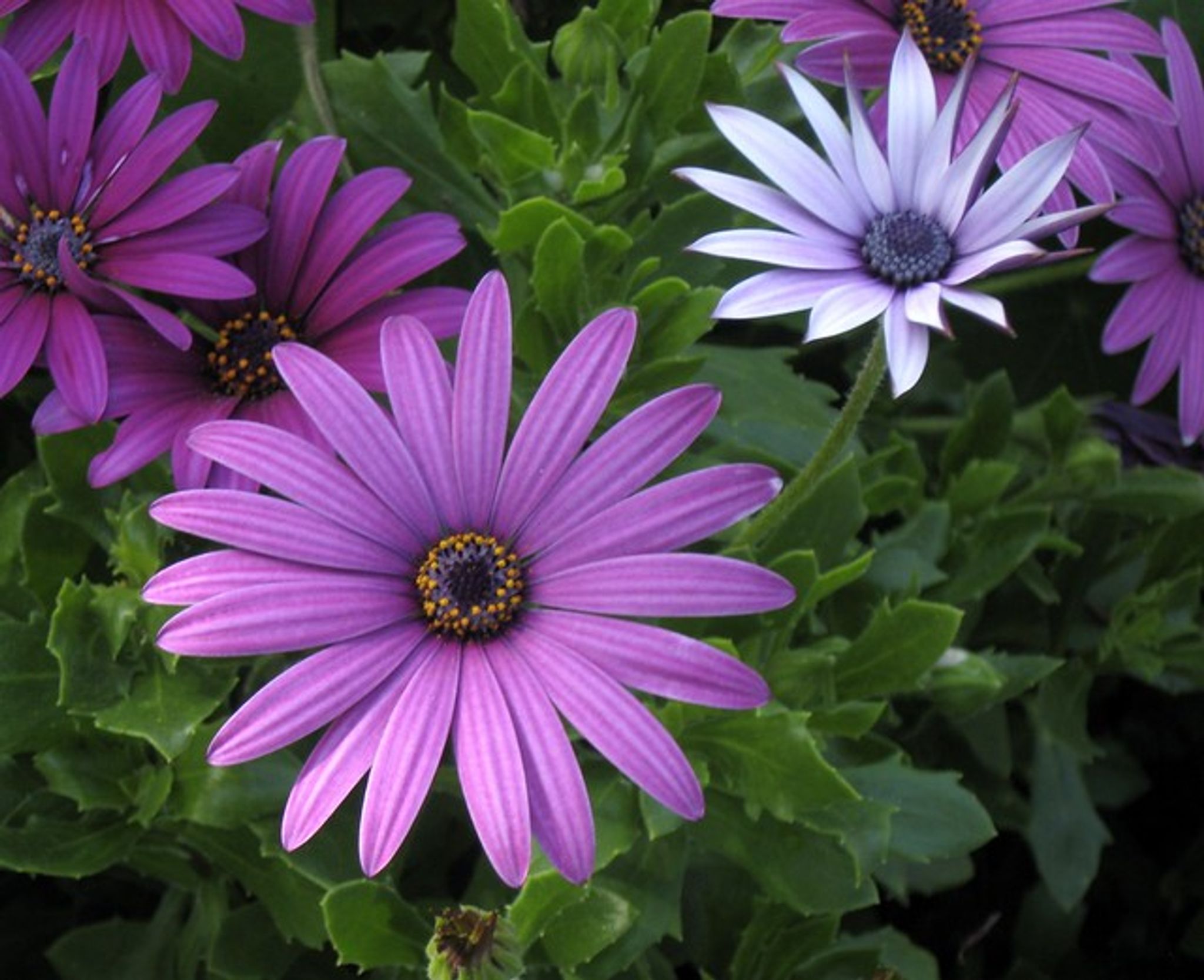 Cover photo for Kathy Thompson's Obituary