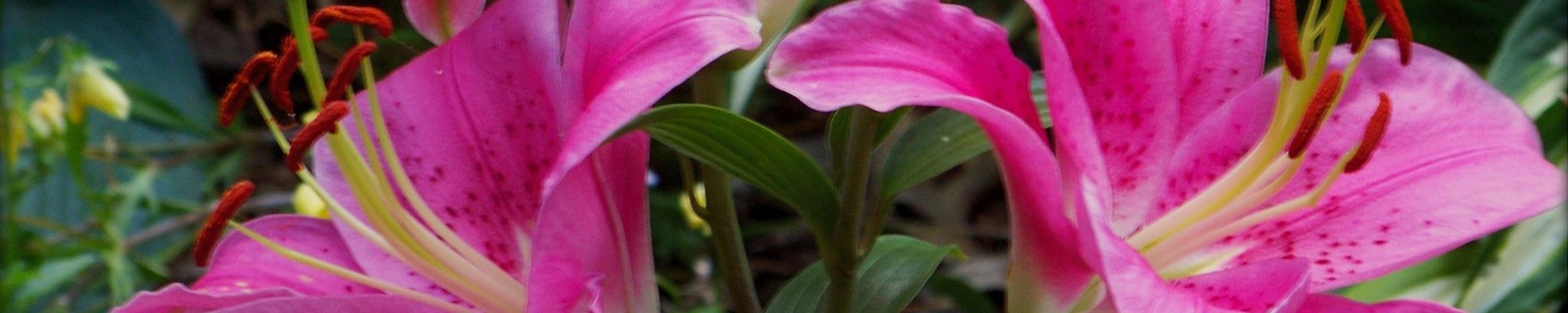 Cover for Nagene Marit Peterson's Obituary