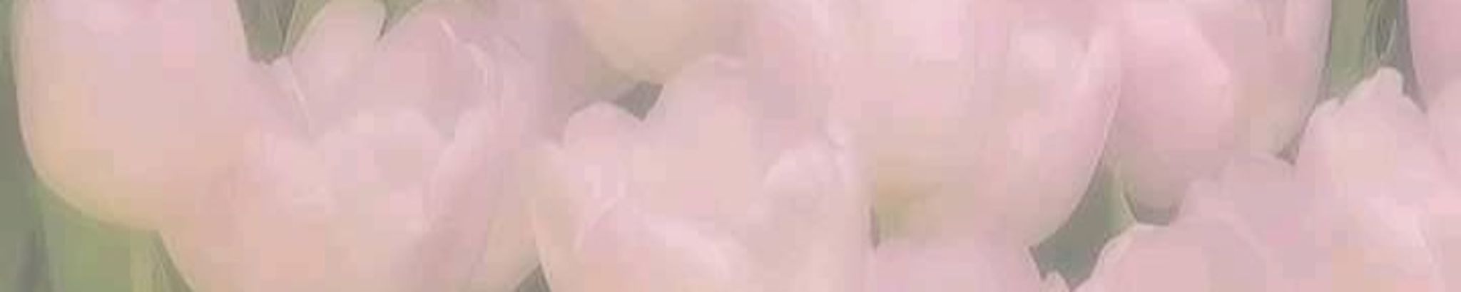 Cover photo for Infant Charlotte Marie Morris's Obituary