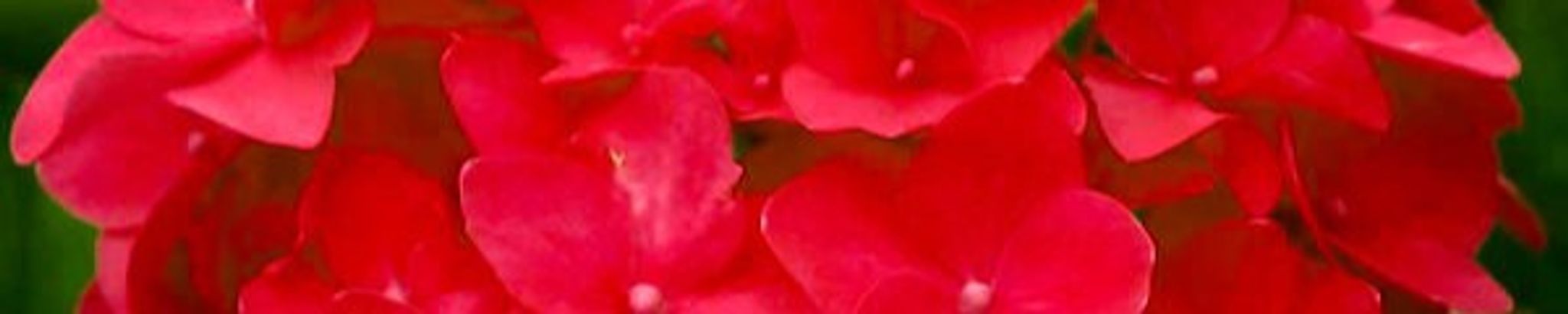 Cover photo for Hortensia Macias Gunter's Obituary
