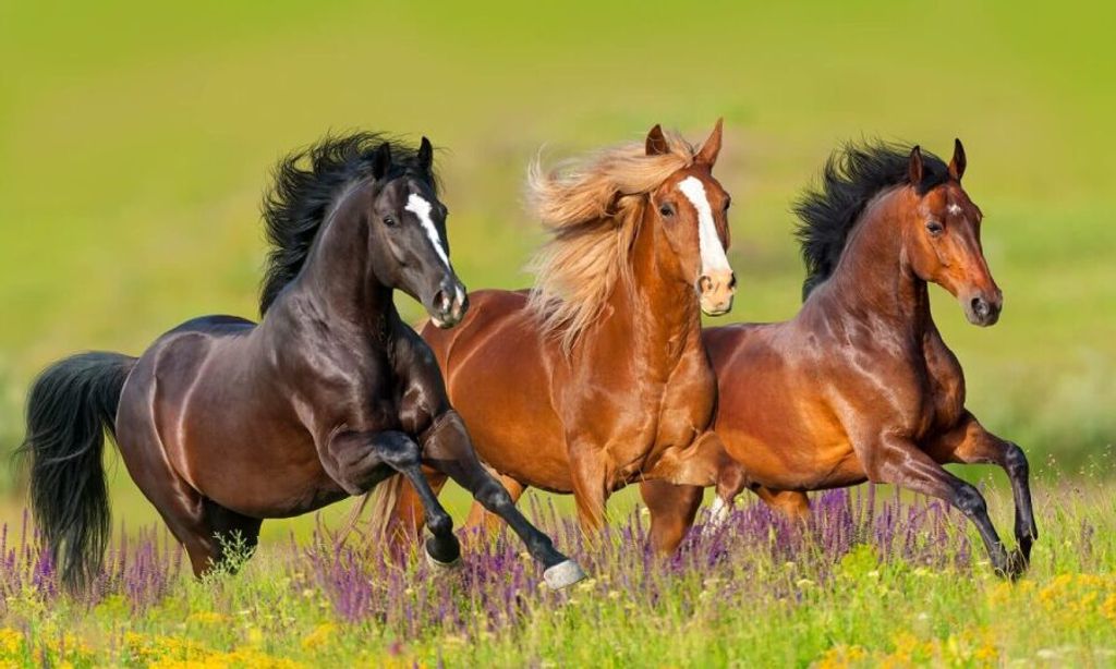 Anthony A. Marucci, Sr.