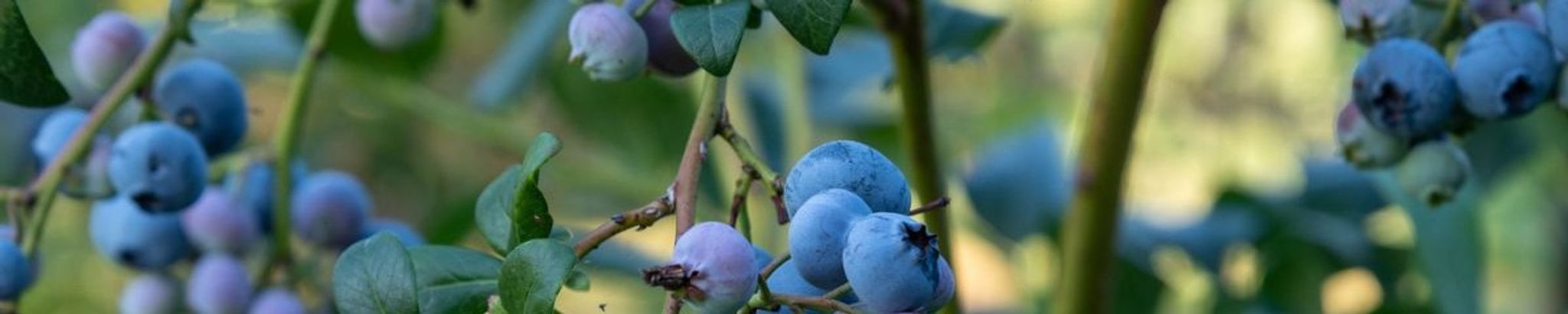 Cover for Andrew J. Koen's Obituary