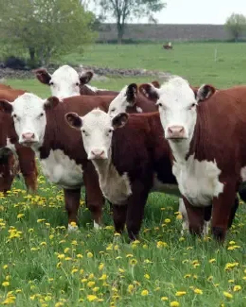 Mr. Ben K. Camp Profile Photo