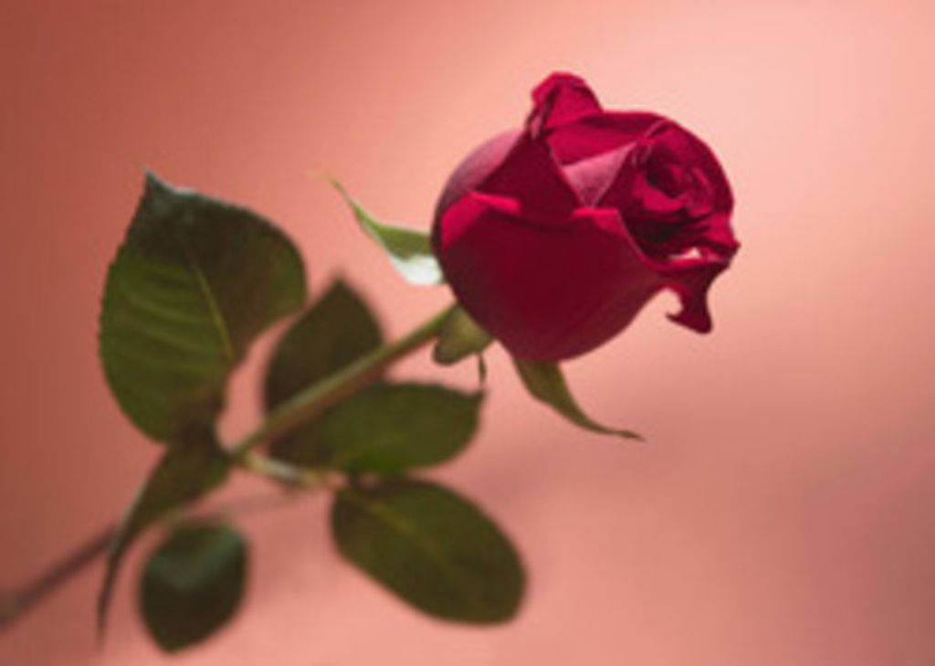 Rose Mary Capdeville Profile Photo