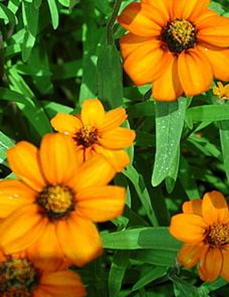 Vedra Denise Bilbrey