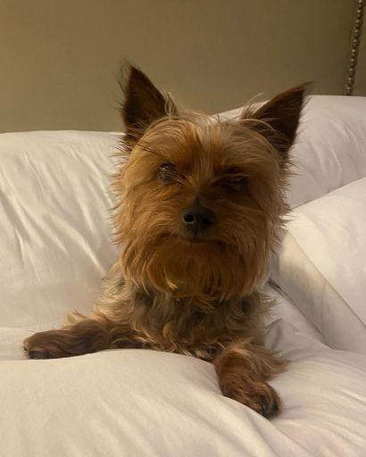 Prince Pickles's obituary image
