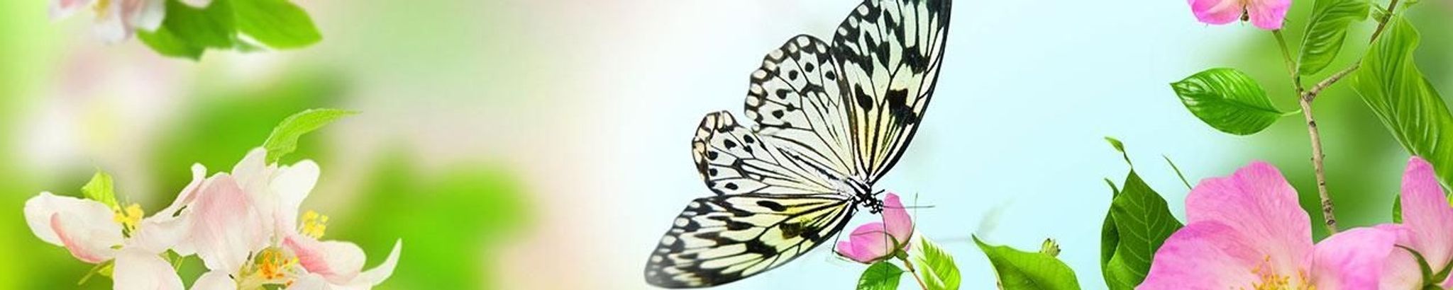 Cover photo for Colleen D. Keith's Obituary