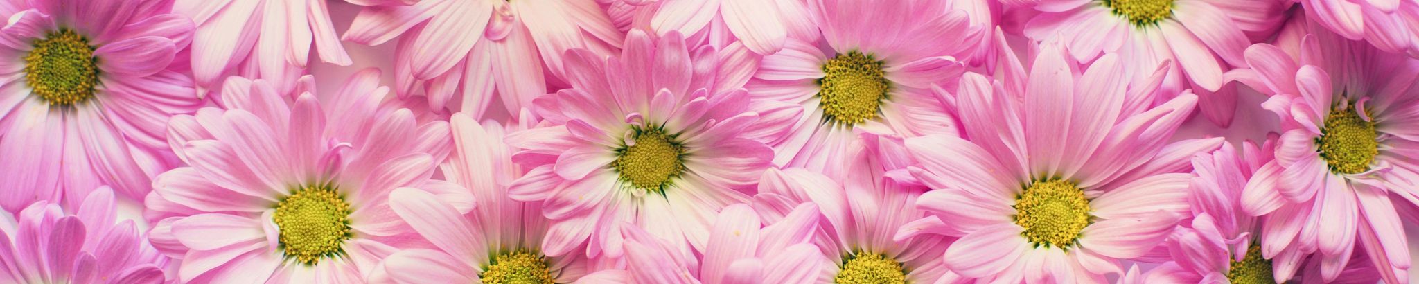 Cover photo for Dulcinea "Candy" Olguin's Obituary