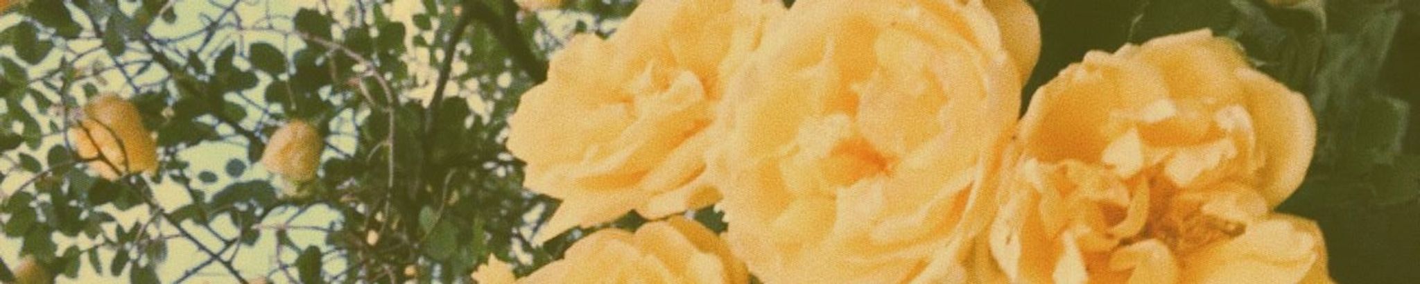 Cover for Kar W. Cham's Obituary