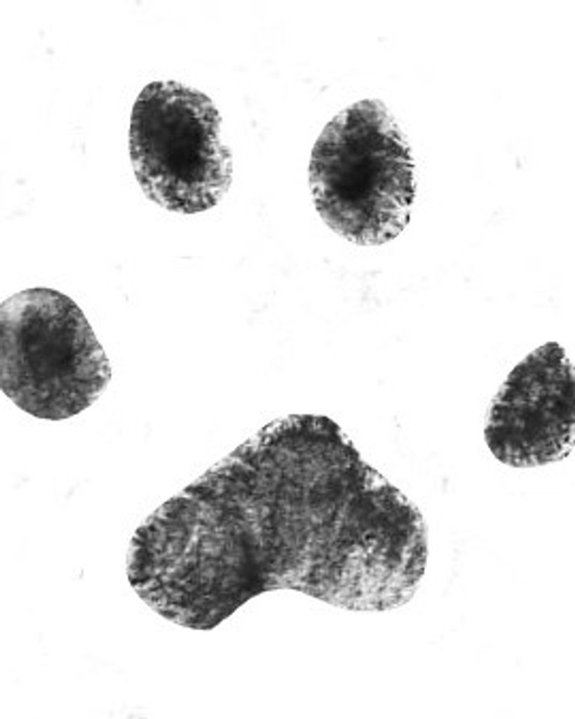 Simba Dunlap Profile Photo