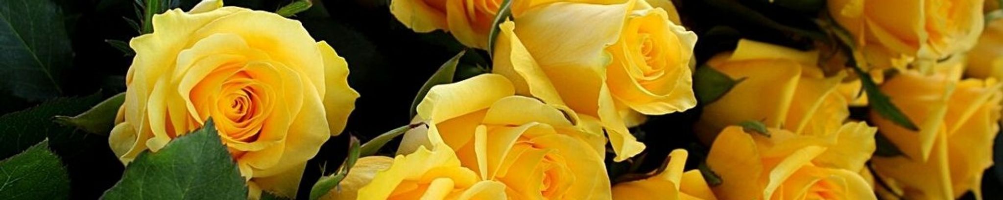 Cover for Rosemarie A. "Rose" Eye's Obituary