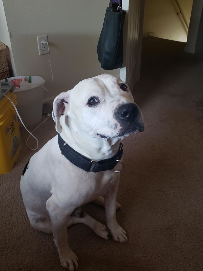 Bubba Profile Photo