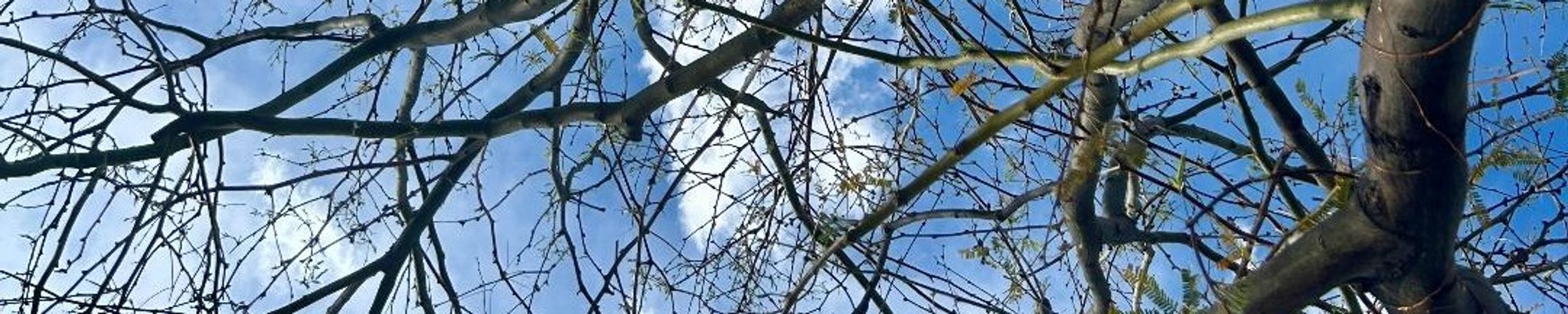 Cover for Tonya Preston's Obituary