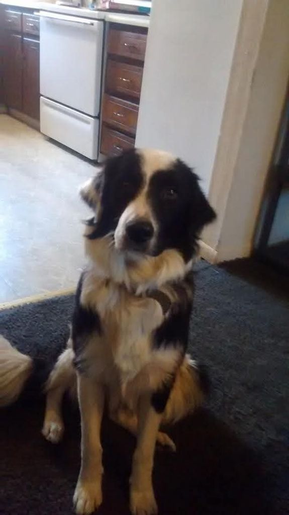 Beethoven Brown Profile Photo