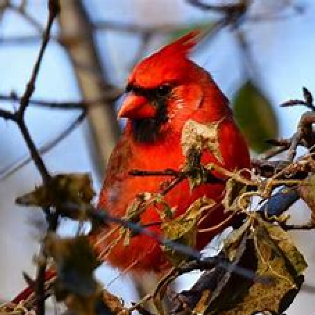 Bertha M. Schlimme Profile Photo