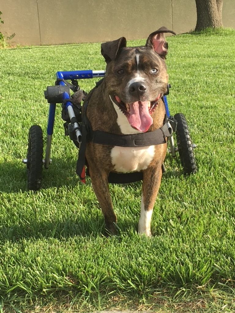 Samson Blue Jones Profile Photo
