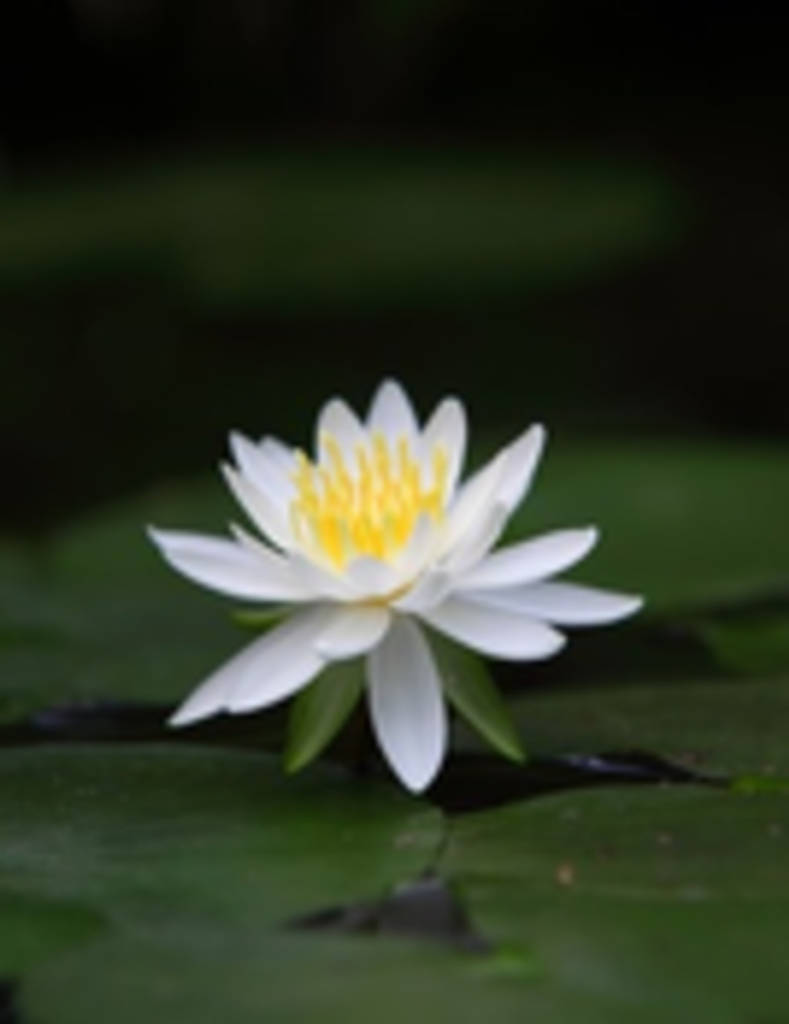 Cassandra Lynn (Dale) Cooper