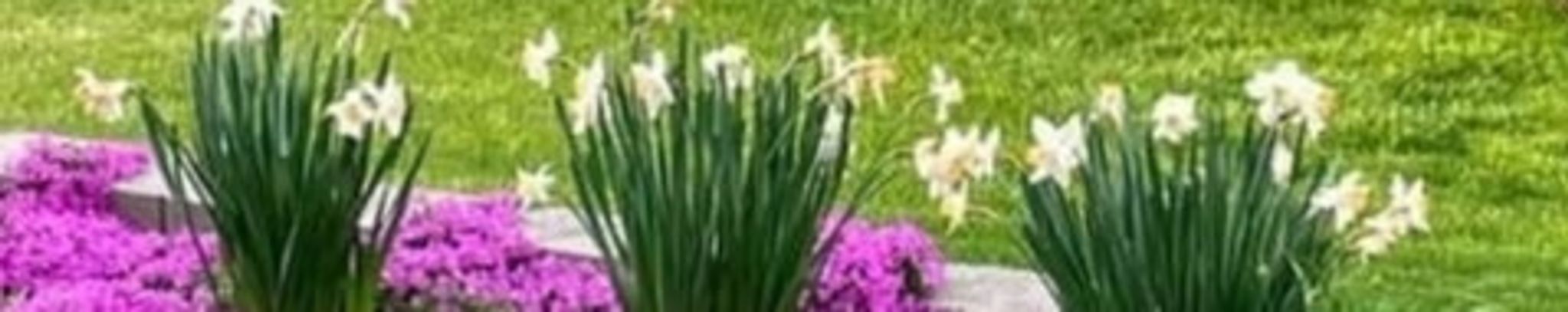 Cover photo for Nancy Reynolds's Obituary