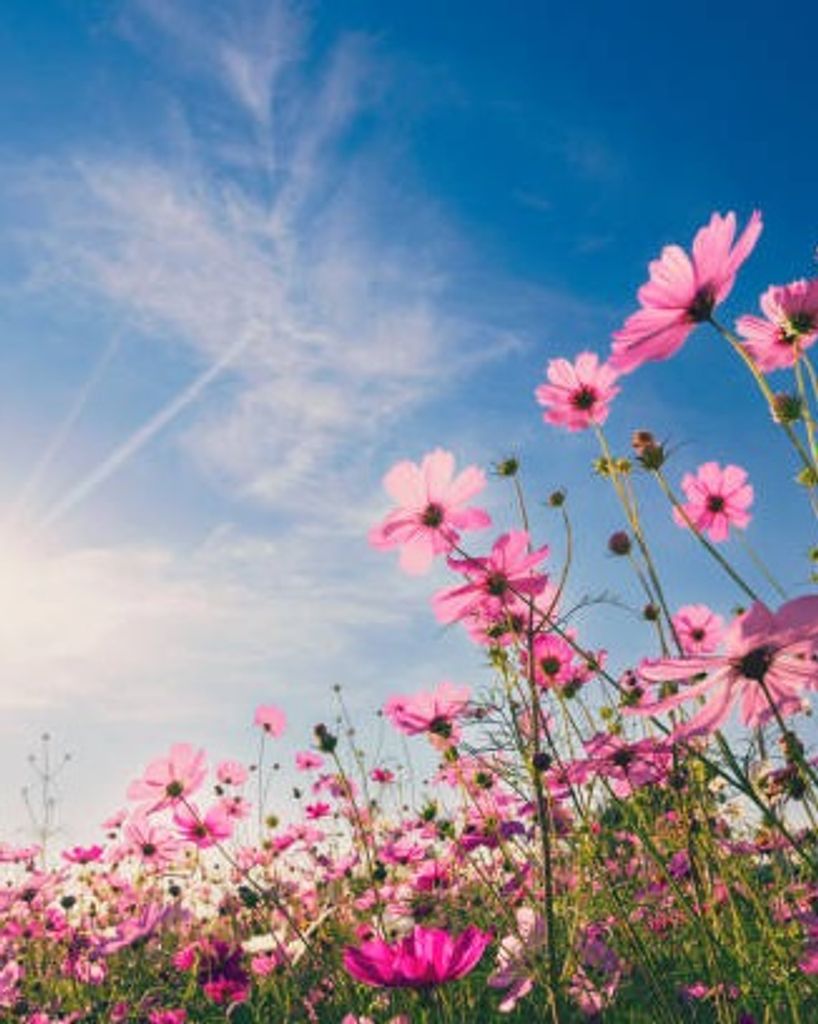 Connie Rothwell Profile Photo