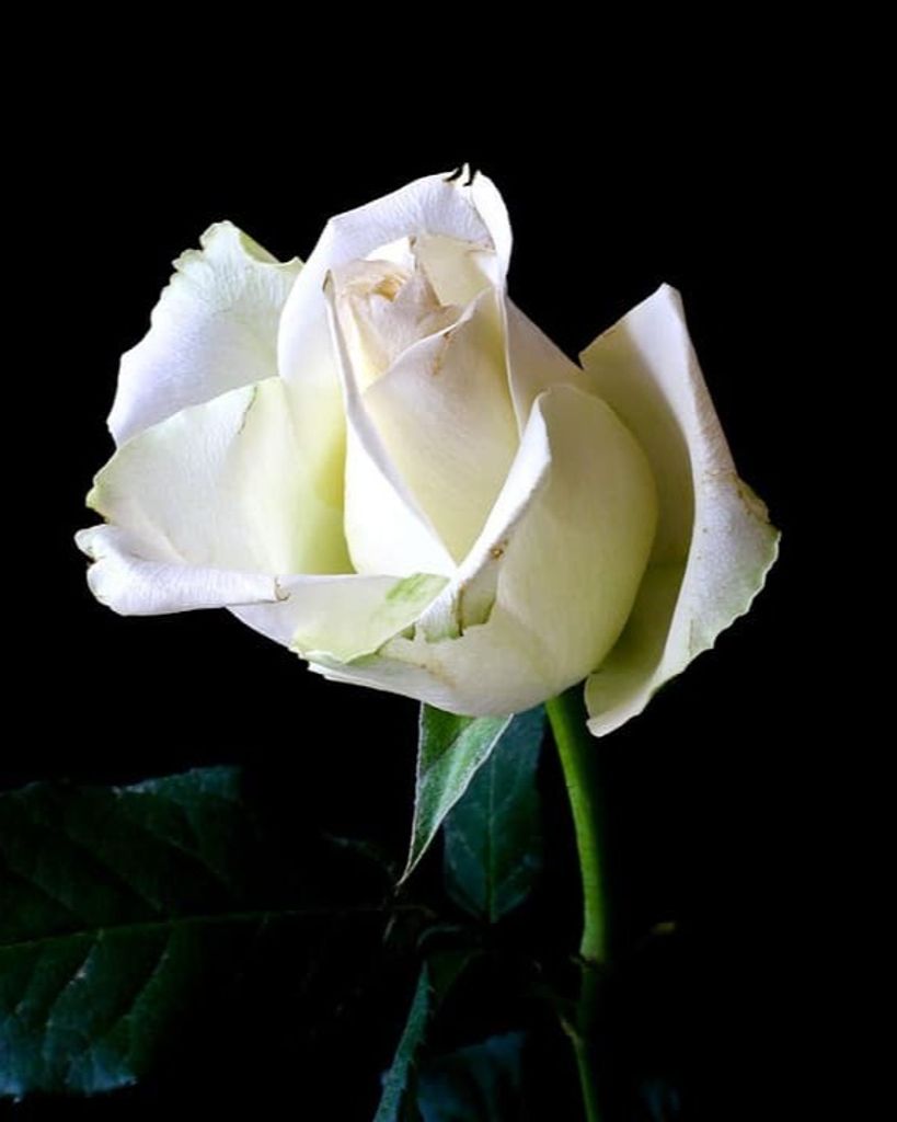 Melanie Dianne Rogers Godwin