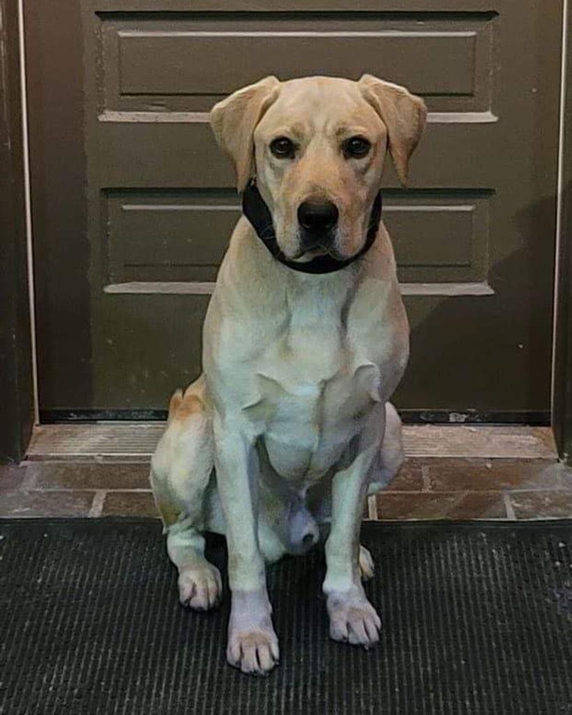 K-9 Deputy Finn Winder Profile Photo