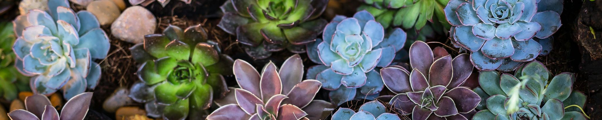 Cover for Gloria Jean McKinney's Obituary