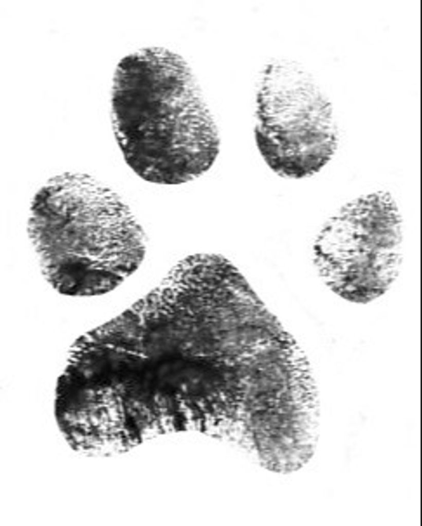 Duncan Cano Profile Photo