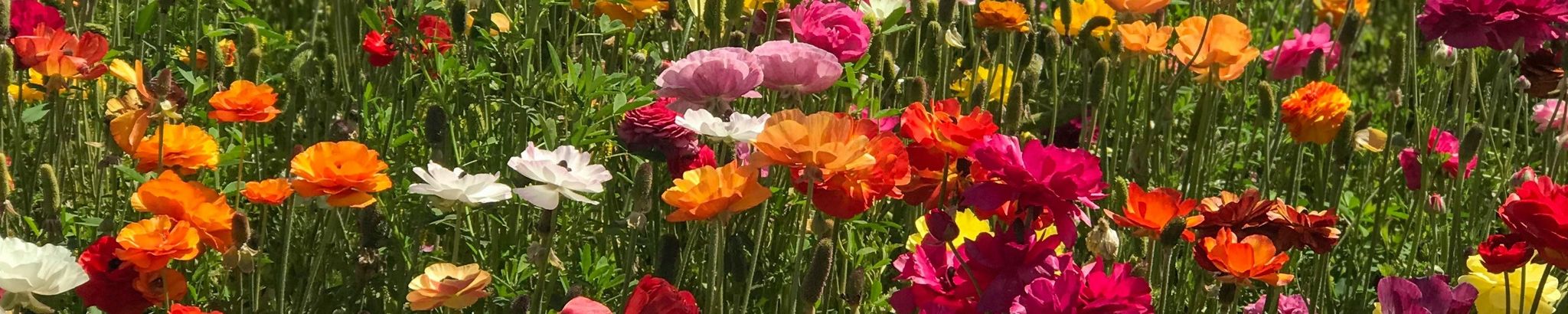 Cover for Marie Blanchard's Obituary