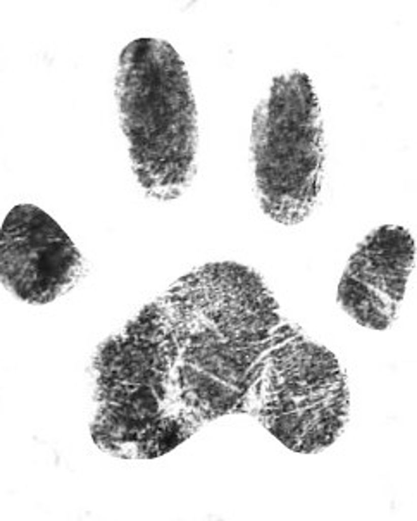 Princess Babygirl Dubois Profile Photo