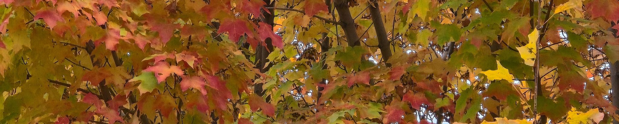 Cover photo for Helen Eileen Scotson's Obituary