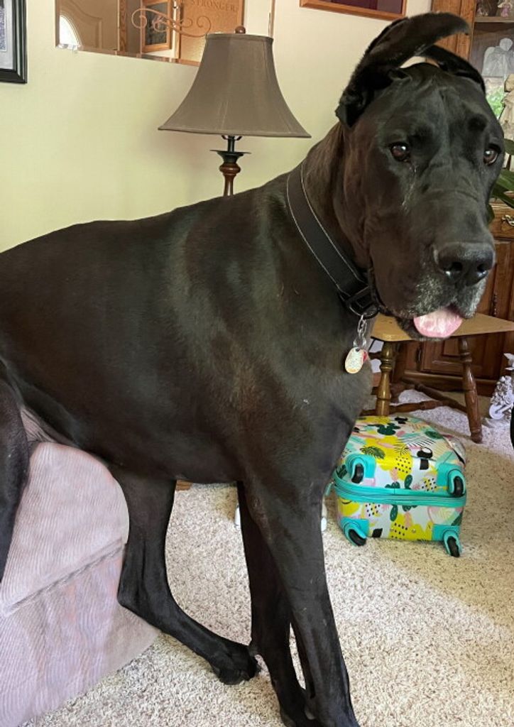 Duce Karl