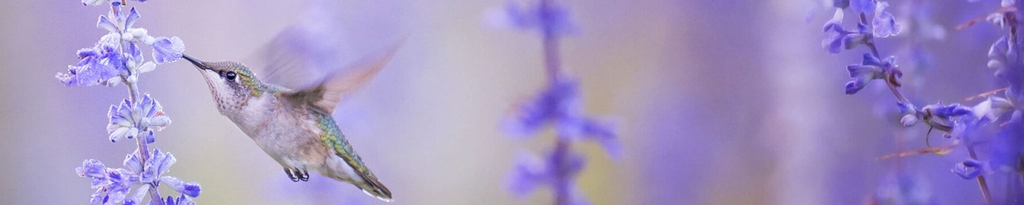 Cover photo for Doris Graham's Obituary
