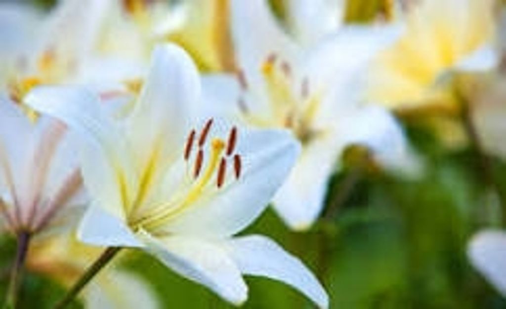 Jacqueline L Henry Profile Photo