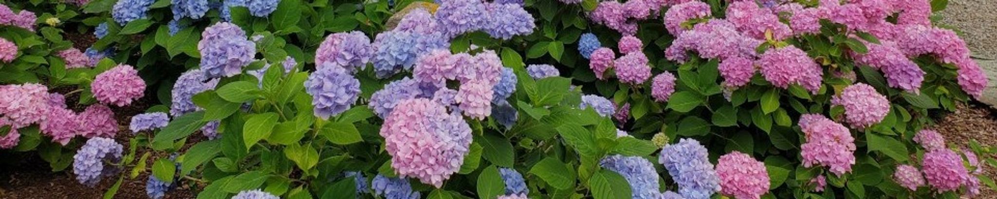 Cover photo for Diane Marlene Blanch's Obituary