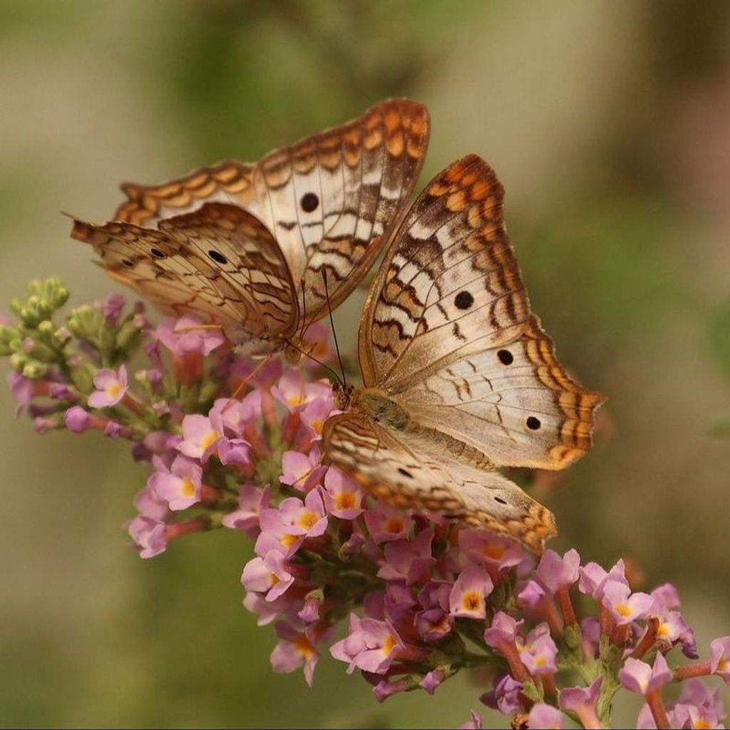 Patricia A. Reno Profile Photo