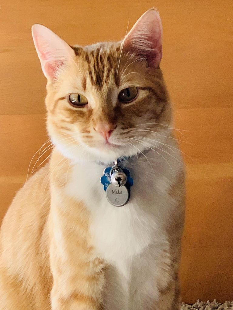 Milo Profile Photo