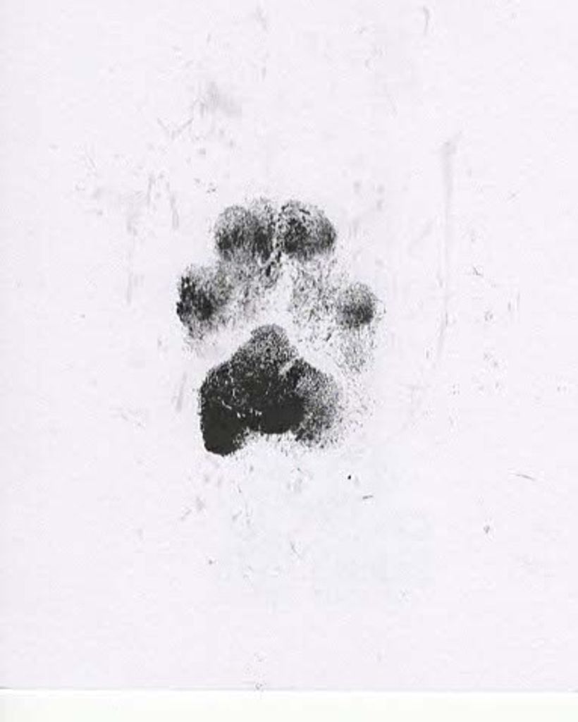 Horton Dawson Profile Photo