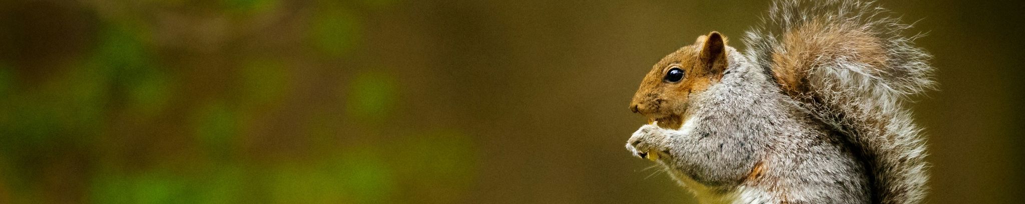 Cover for Diana Lea Harten-Jones's Obituary