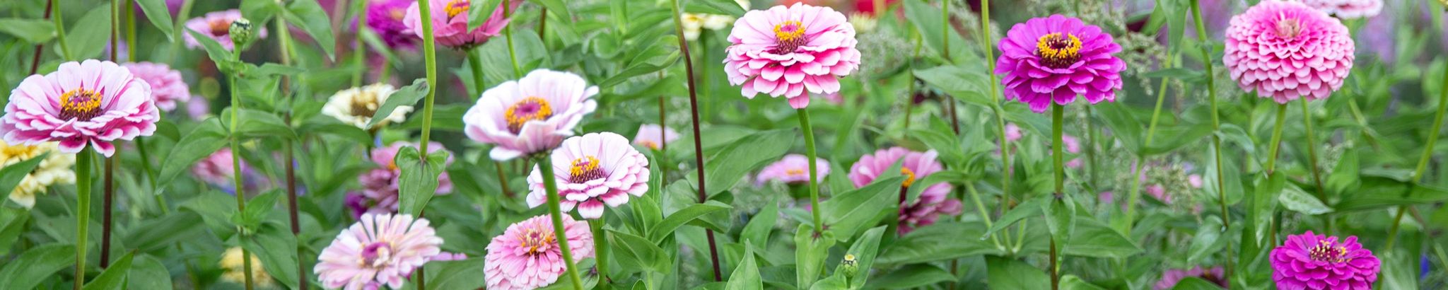 Cover photo for Diane Thompson's Obituary