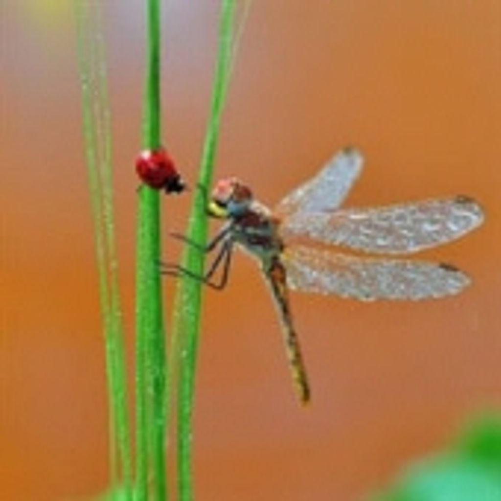 Stephanie Ann Moreno