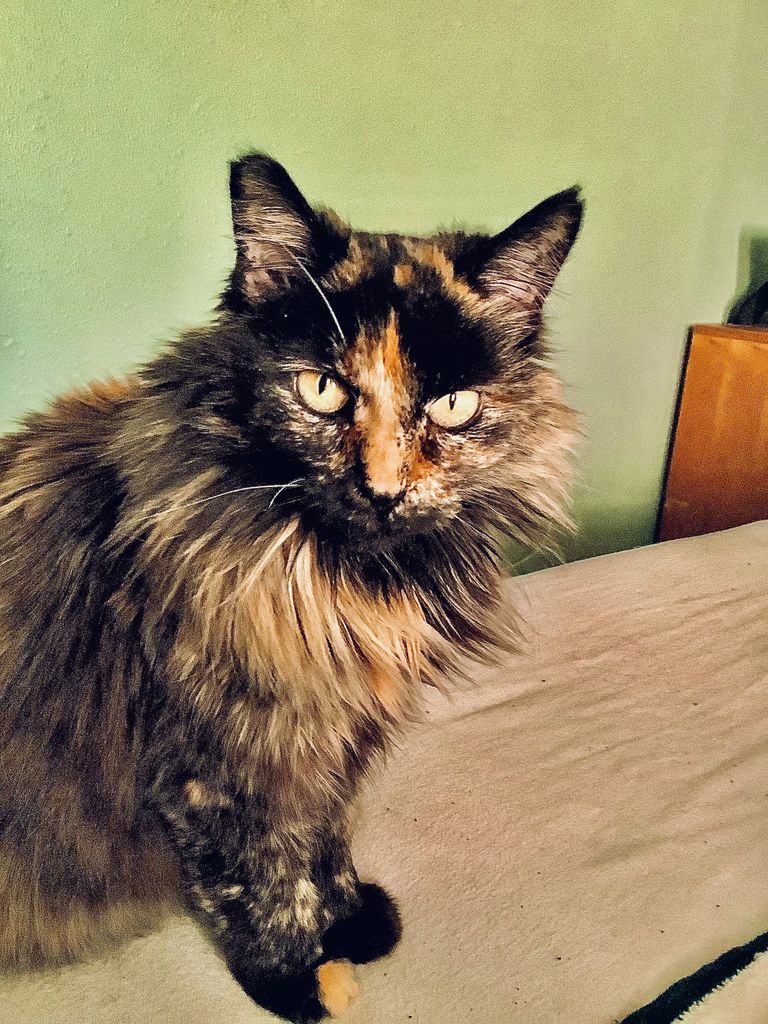 Nutmeg Gray Profile Photo