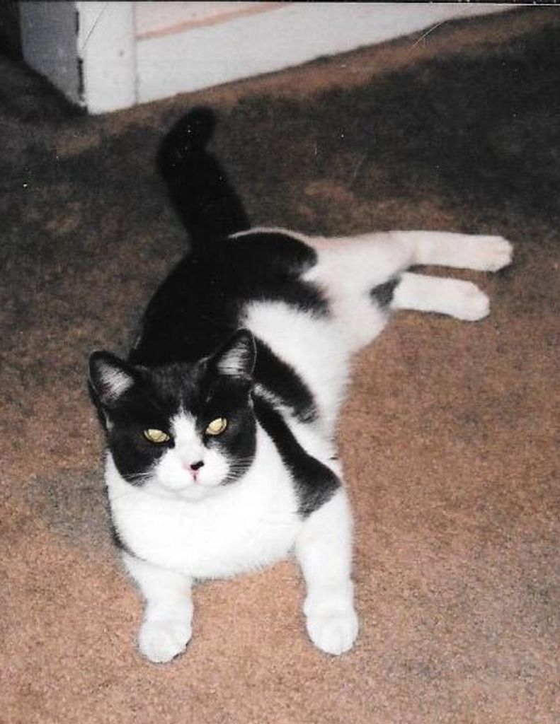 Opus Chase "Dopie Opie" Maximus