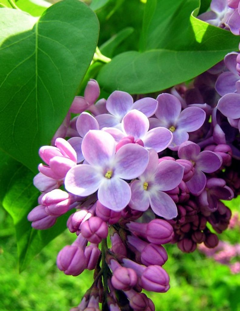 Nancy Anna Haslacker Profile Photo